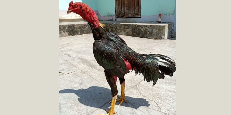 Đảm bảo tính công bằng cho kết quả thi đấu đá gà