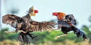 Gà Đá Đòn Độc 999bet – Chiến Kê Thép, Sát Thủ Sàn Đấu!