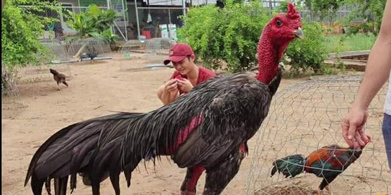 Gà đá đòn độc 999bet sử dụng sức mạnh để chiến thắng