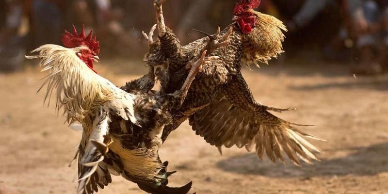 Sức mạnh của chiến kê tuỳ vào người huấn luyện