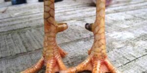 Vảy Khai Hậu 999bet - Bí Ẩn Đằng Sau Chiến Kê Mạnh Nhất