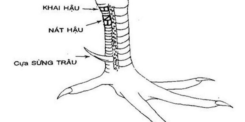 Vảy khai hậu 999bet thể hiện tính thẩm mỹ của gà