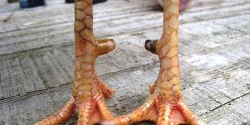 Vảy Khai Hậu 999bet - Bí Ẩn Đằng Sau Chiến Kê Mạnh Nhất